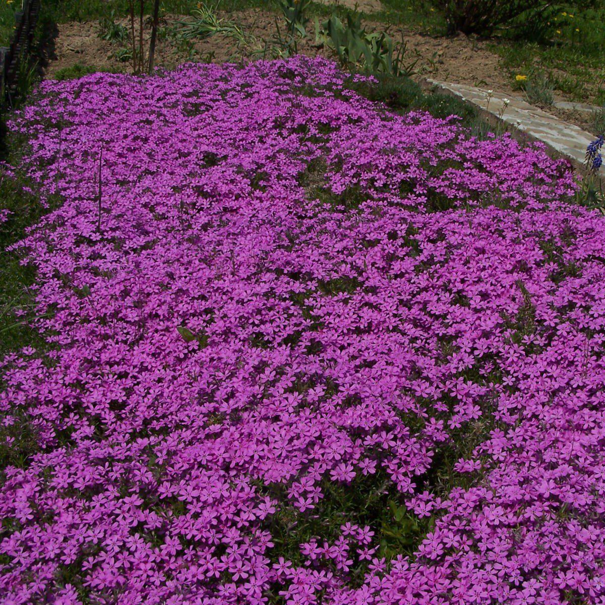 Phlox subulata 'Old Time Magenta' ~ Old Time Magenta Creeping Phlox - Delivered By ServeScape
