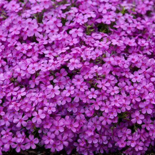 Phlox subulata 'Ruby Riot' ~ Spring Bling™ Ruby Riot Creeping Phlox-ServeScape