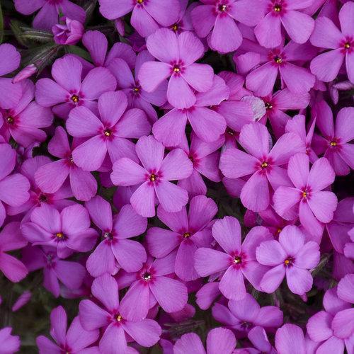 Phlox subulata 'Ruby Riot' ~ Spring Bling™ Ruby Riot Creeping Phlox-ServeScape