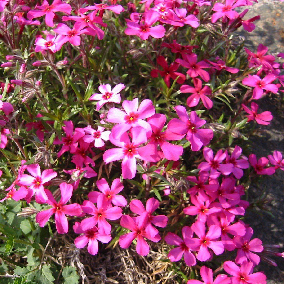 Phlox subulata 'Scarlet Flame' ~ Scarlet Flame Creeping Phlox - Delivered By ServeScape