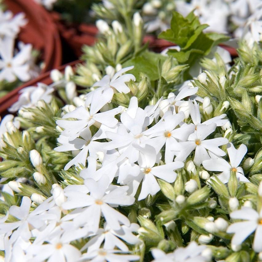 Phox subulata 'Snowflake' ~ Snowflake Creeping Phlox-ServeScape