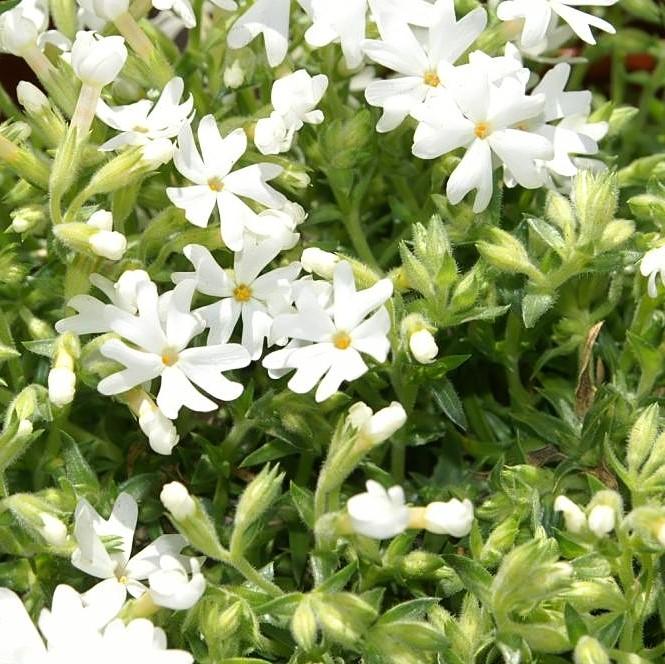 Phox subulata 'Snowflake' ~ Snowflake Creeping Phlox-ServeScape