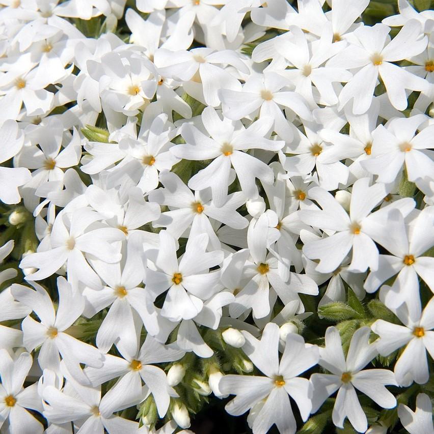 Phox subulata 'Snowflake' ~ Snowflake Creeping Phlox-ServeScape