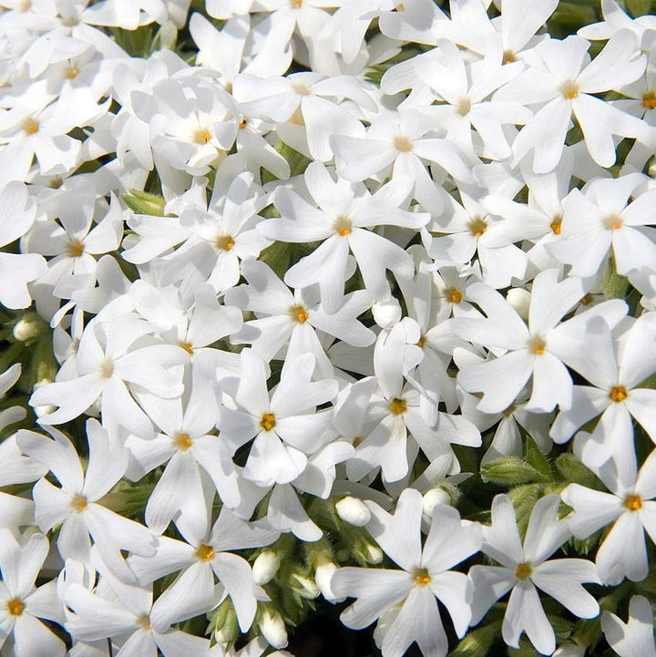 Phox subulata 'Snowflake' ~ Snowflake Creeping Phlox-ServeScape
