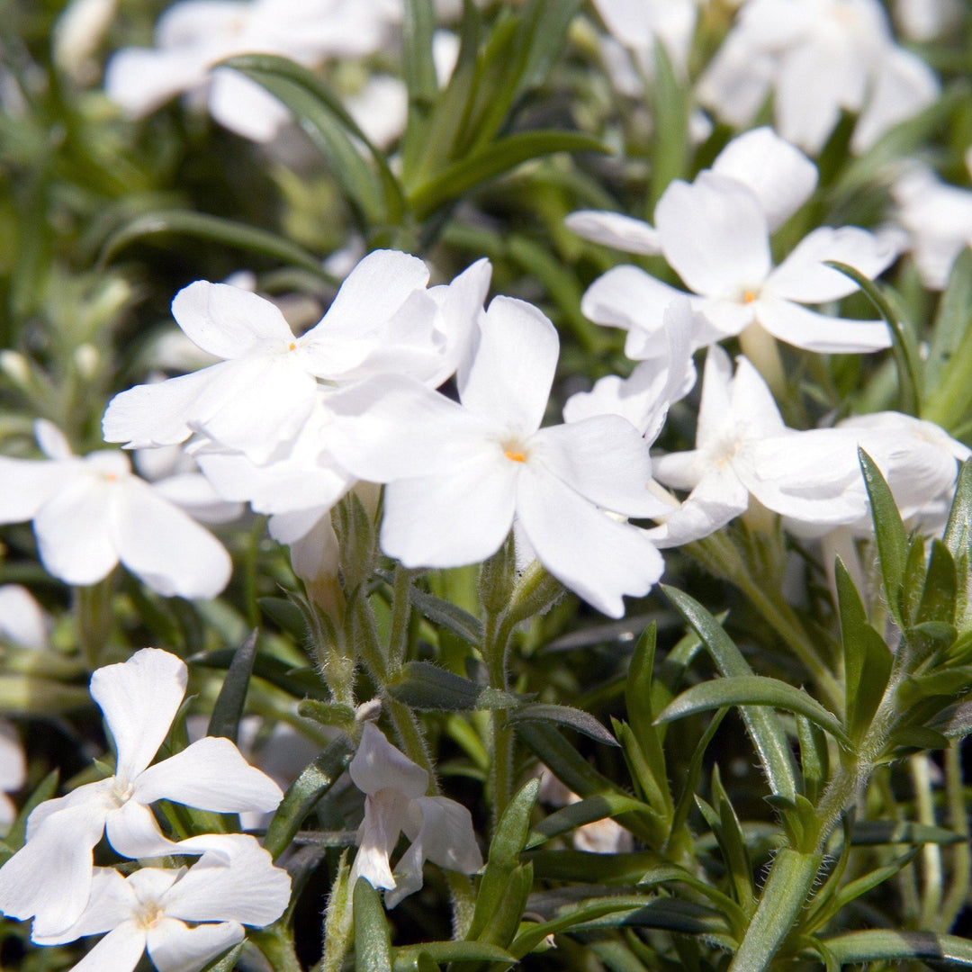 Phlox subulata 'White Delight'  ~ White Delight Creeping Phlox - Delivered By ServeScape