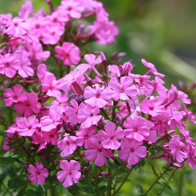 Phlox x 'Forever Pink' ~ Forever Pink Phlox-ServeScape