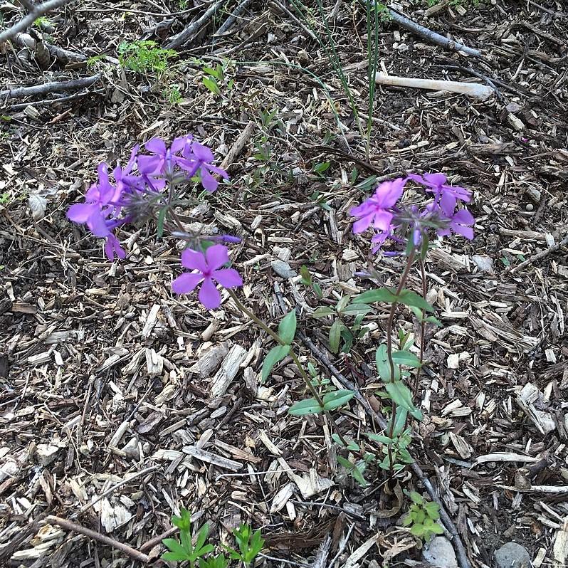 Phlox x hybrida 'PHL090201' ~ Paparazzi™ Jagger Phlox-ServeScape