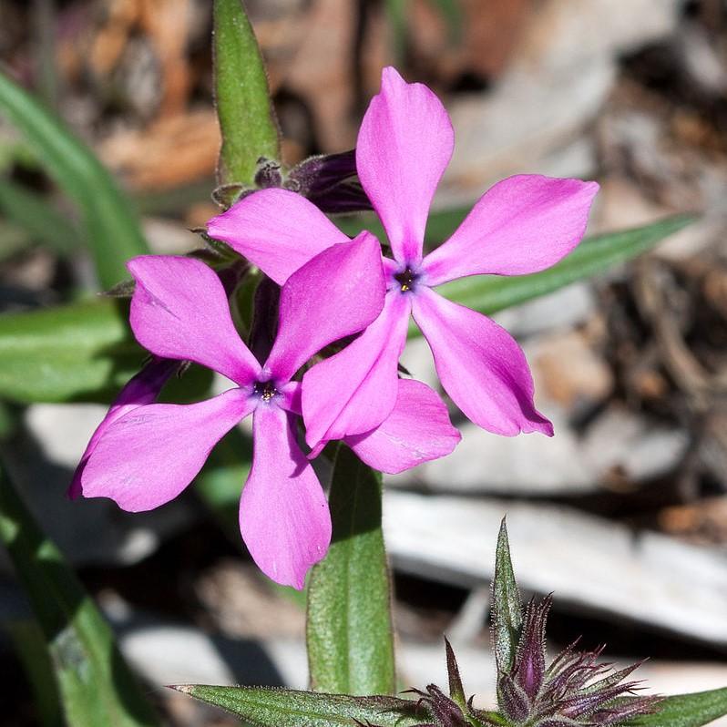 Phlox x hybrida 'PHL090201' ~ Paparazzi™ Jagger Phlox-ServeScape