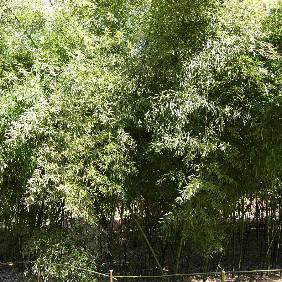 Phyllostachys nigra ~ Black Bamboo-ServeScape