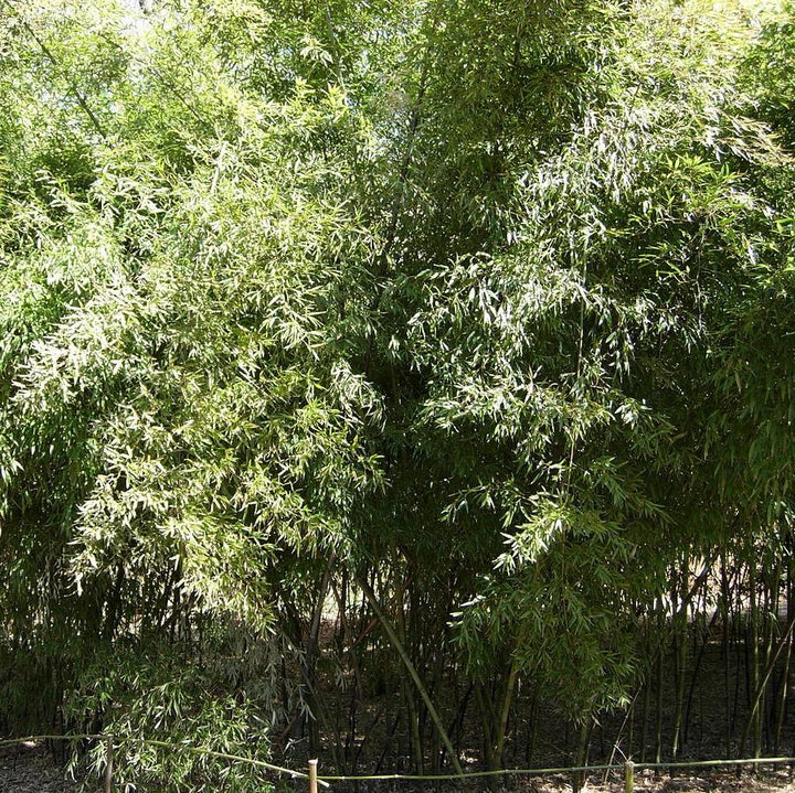 Phyllostachys nigra ~ Black Bamboo-ServeScape