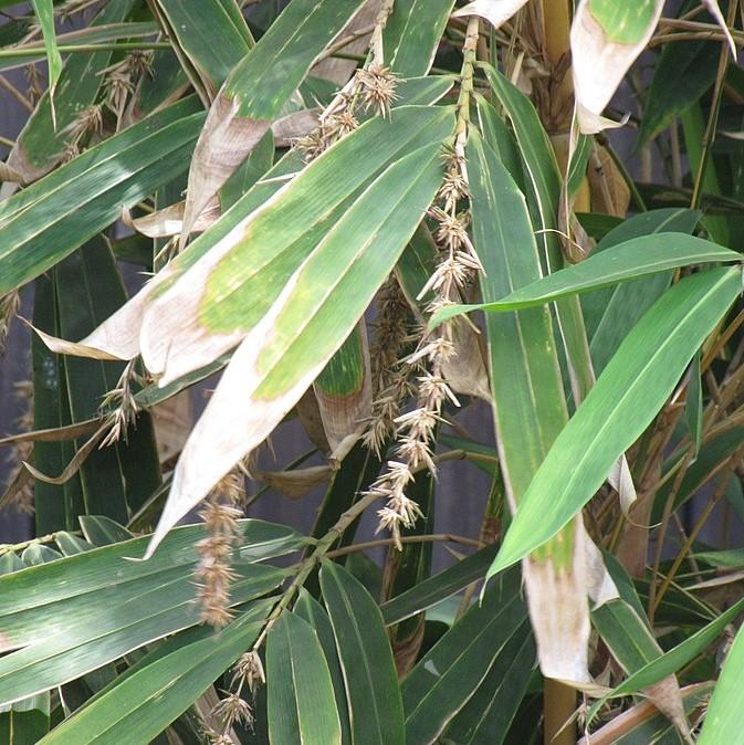 Phyllostachys nigra ~ Black Bamboo-ServeScape