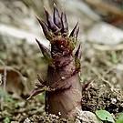 Phyllostachys nigra ~ Black Bamboo-ServeScape