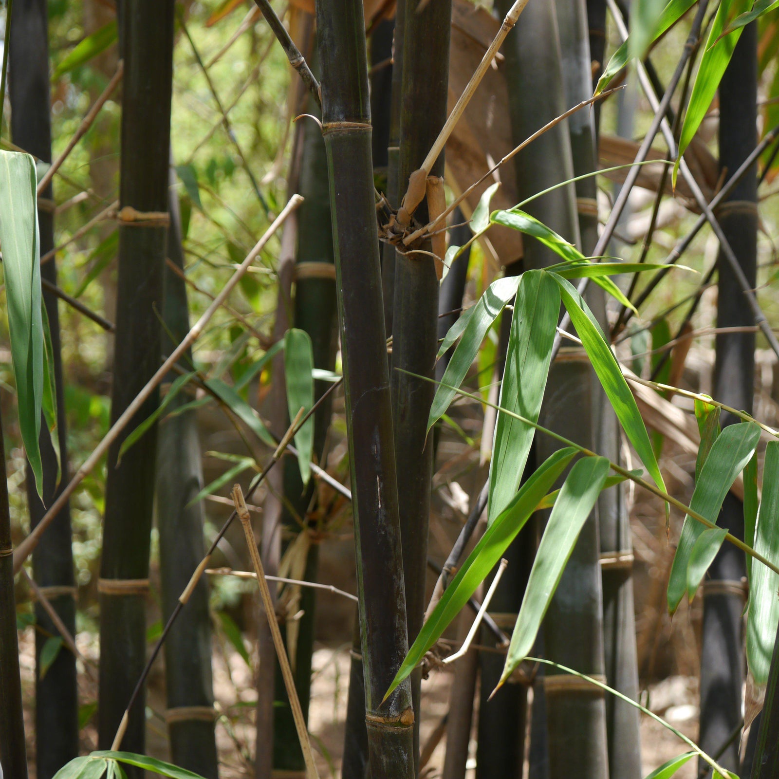 Phyllostachys nigra ~ Black Bamboo-ServeScape