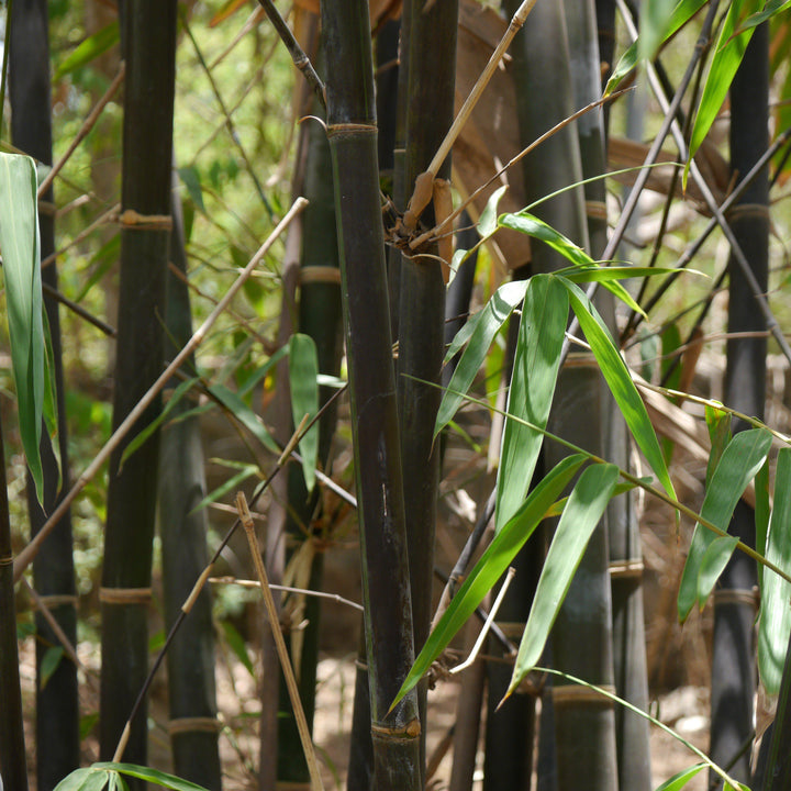 Phyllostachys nigra ~ Black Bamboo-ServeScape