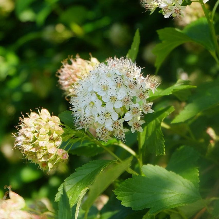 Physocarpus opulifolius ~ Atlantic Ninebark-ServeScape