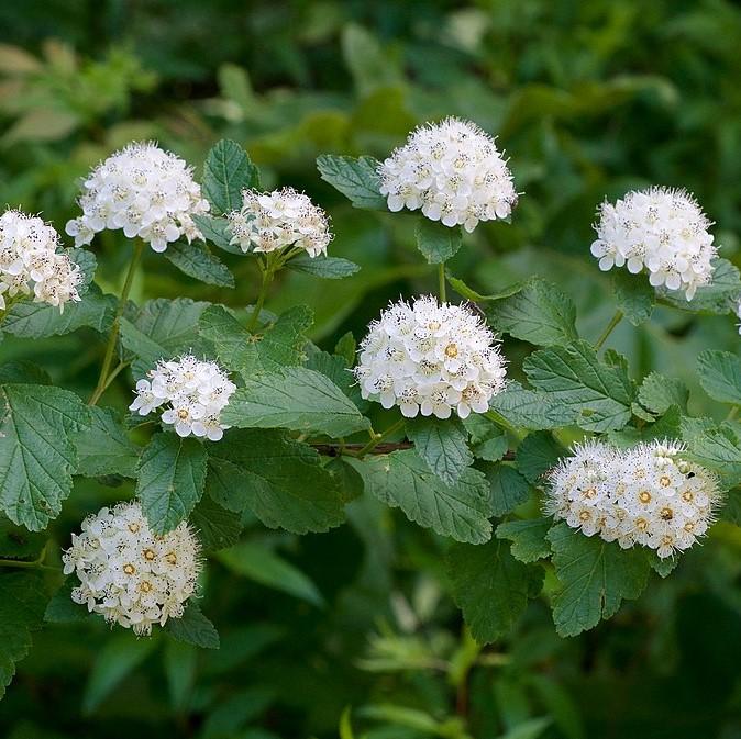 Physocarpus opulifolius ~ Atlantic Ninebark-ServeScape