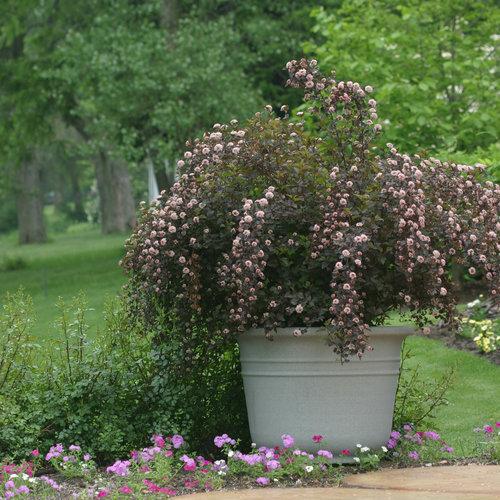 Physocarpus opulifolius 'Seward' ~ Summer Wine® Ninebark-ServeScape