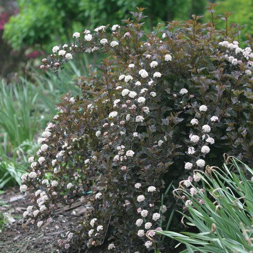Physocarpus opulifolius 'Seward' ~ Summer Wine® Ninebark-ServeScape