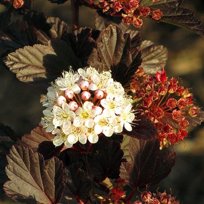 Physocarpus opulifolius 'Seward' ~ Summer Wine® Ninebark-ServeScape