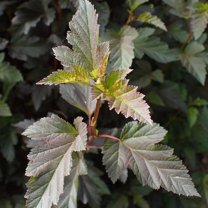 Physocarpus opulifolius 'Seward' ~ Summer Wine® Ninebark-ServeScape
