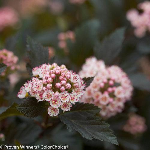 Physocarpus opulifolius 'Seward' ~ Summer Wine® Ninebark-ServeScape