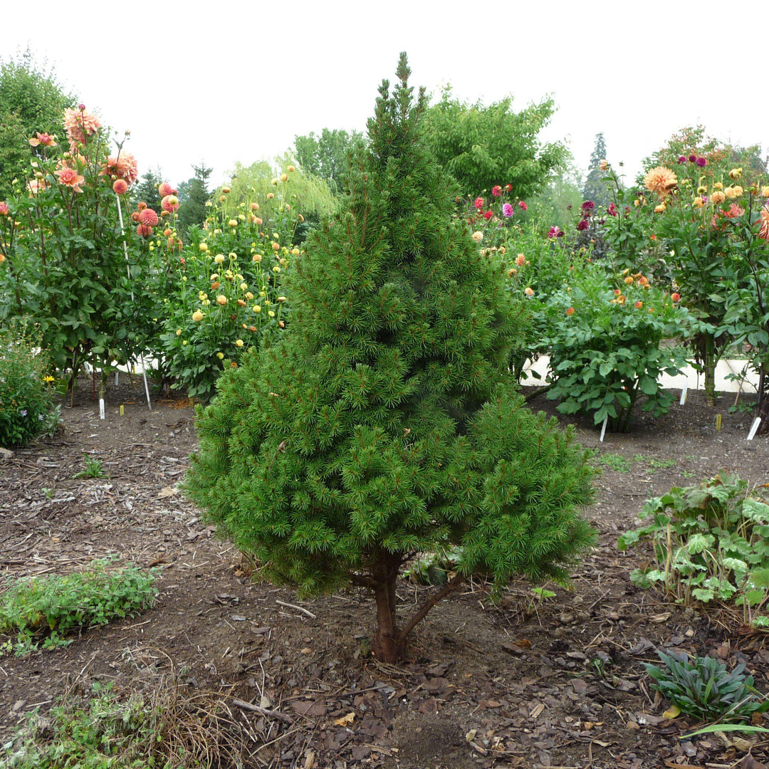 Picea glauca 'Conica' ~ Dwarf Alberta Spruce-ServeScape
