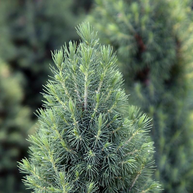 Picea glauca 'Conica' ~ Dwarf Alberta Spruce-ServeScape