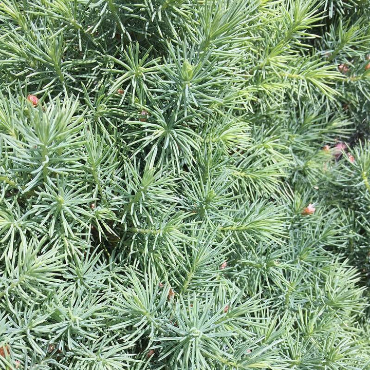 Picea glauca 'Conica' ~ Dwarf Alberta Spruce-ServeScape