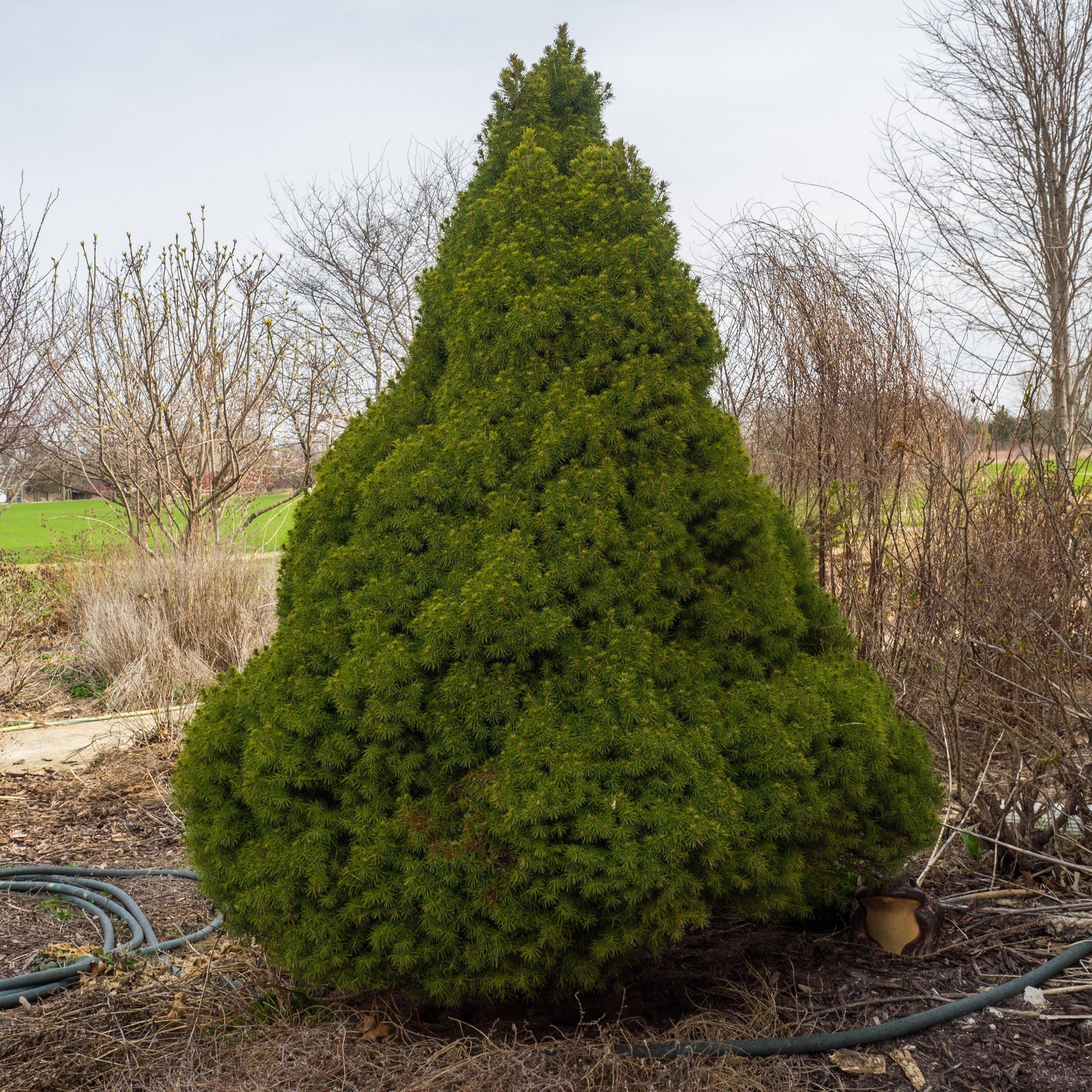 Picea glauca 'Conica' ~ Dwarf Alberta Spruce-ServeScape