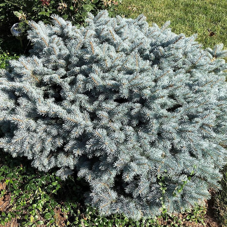 Picea pungens 'globosa' ~ Global Blue Spruce-ServeScape