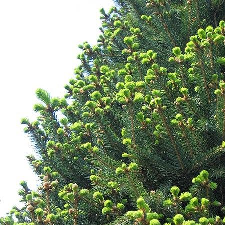 Picea abies 'Cupressina' ~ Columnar Norway Spruce-ServeScape