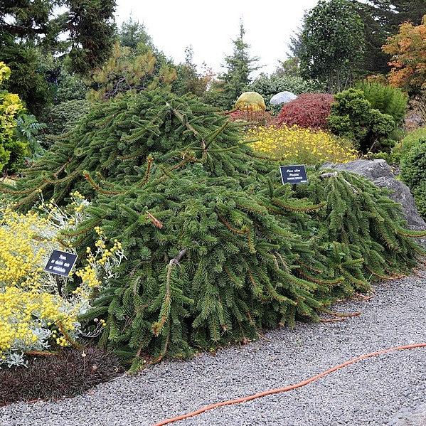 Picea abies 'Pendula' ~ Weeping Norway Spruce-ServeScape