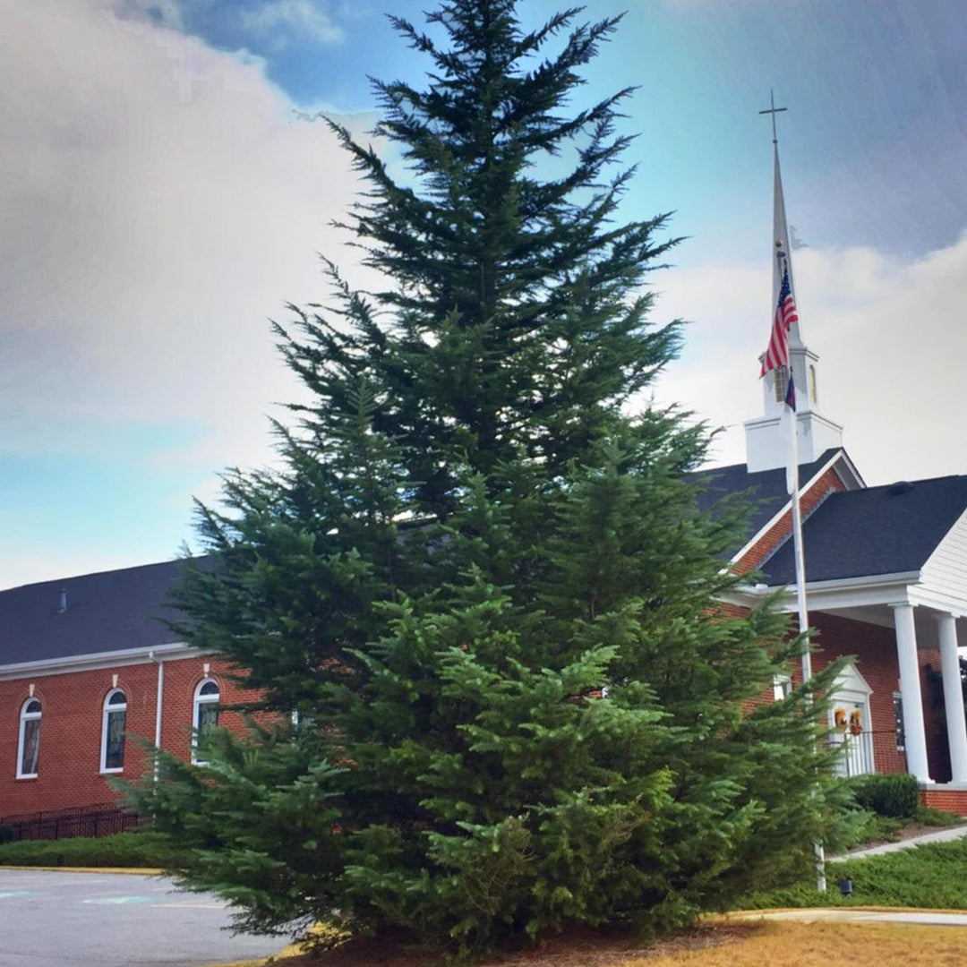 Cedrus deodara 'CDMTF1' ~ Mystic Ice® Deodar Cedar-ServeScape