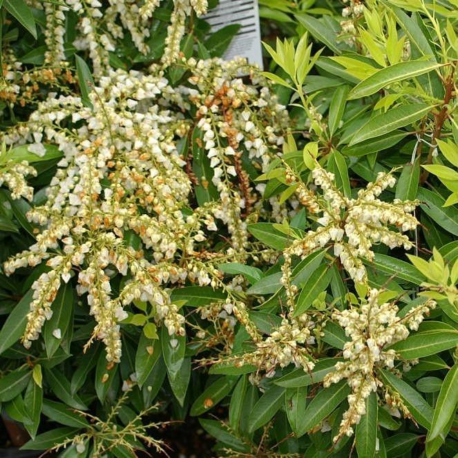 Pieris japonica 'Brouwer's Beauty' ~ Brouwer's Beauty Pieris-ServeScape