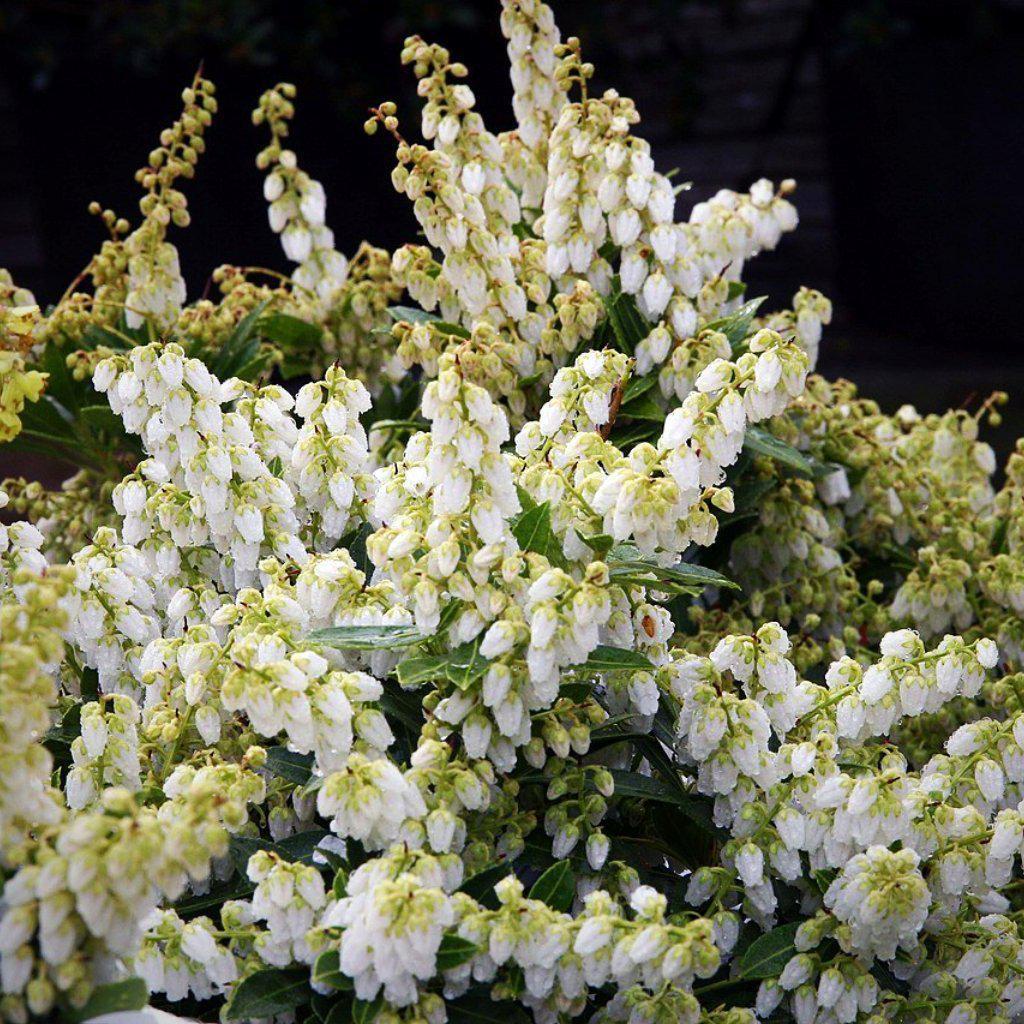 Pieris 'Cavatine' - Delivered By ServeScape