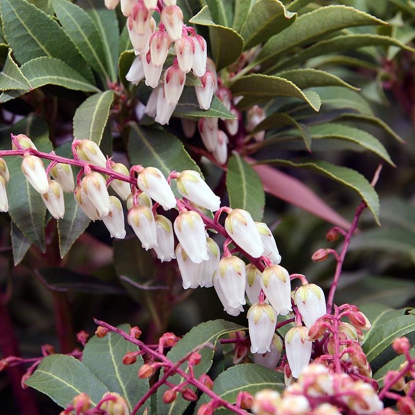 Pieris japonica 'Mountain Fire' ~ Mountain Fire Pieris-ServeScape