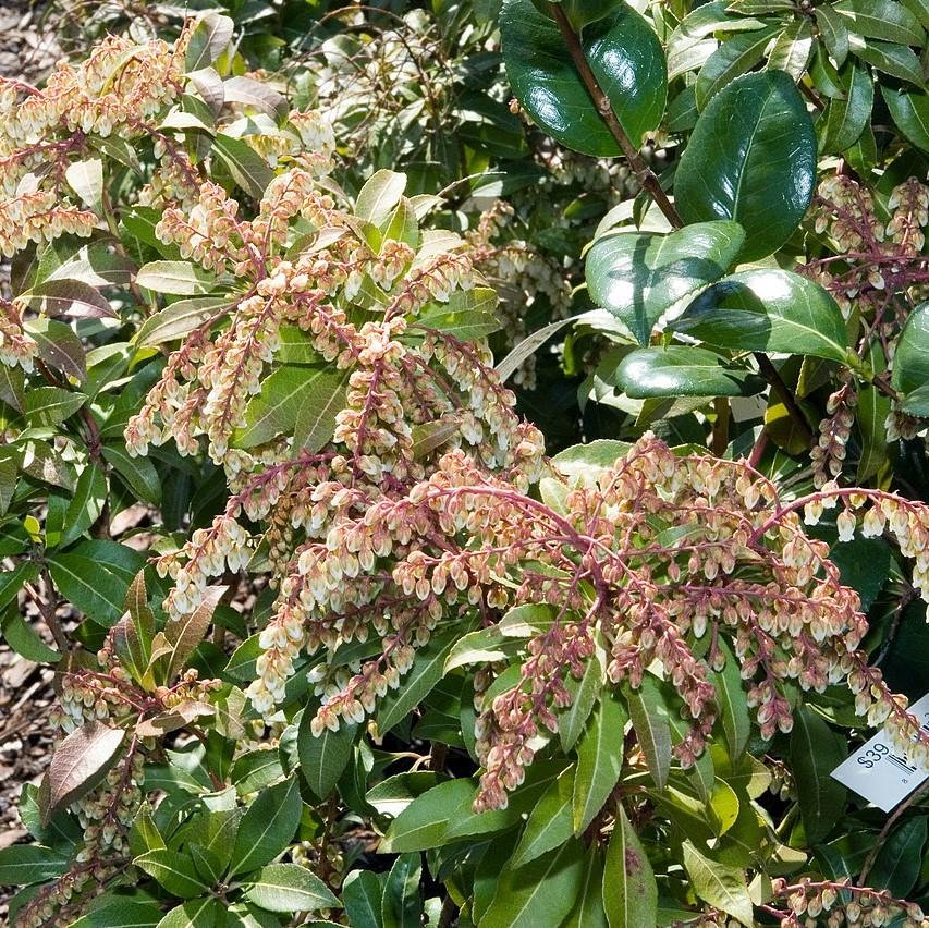 Pieris japonica 'Mountain Fire' ~ Mountain Fire Pieris-ServeScape
