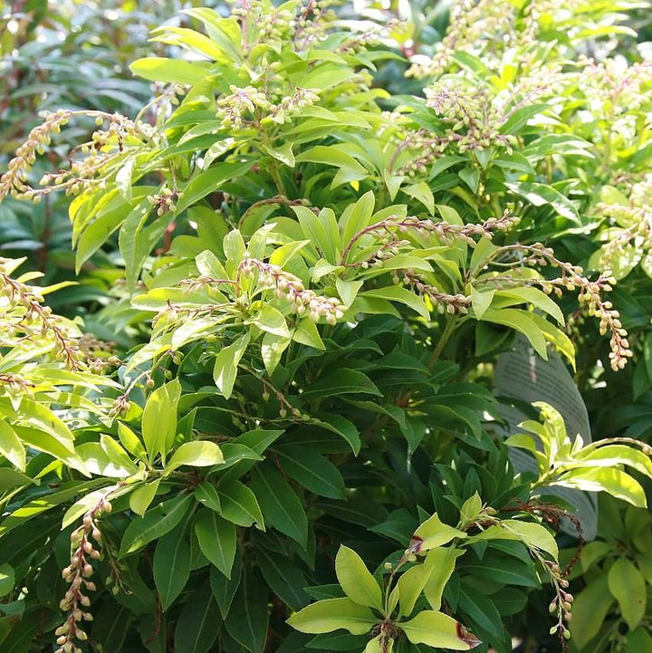 Pieris japonica 'Mountain Fire' ~ Mountain Fire Pieris-ServeScape