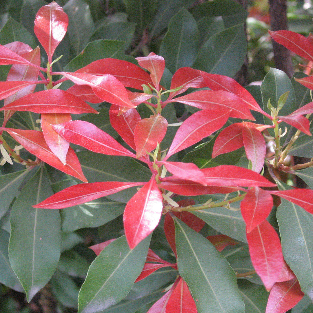 Pieris japonica 'Mountain Fire' ~ Mountain Fire Pieris-ServeScape