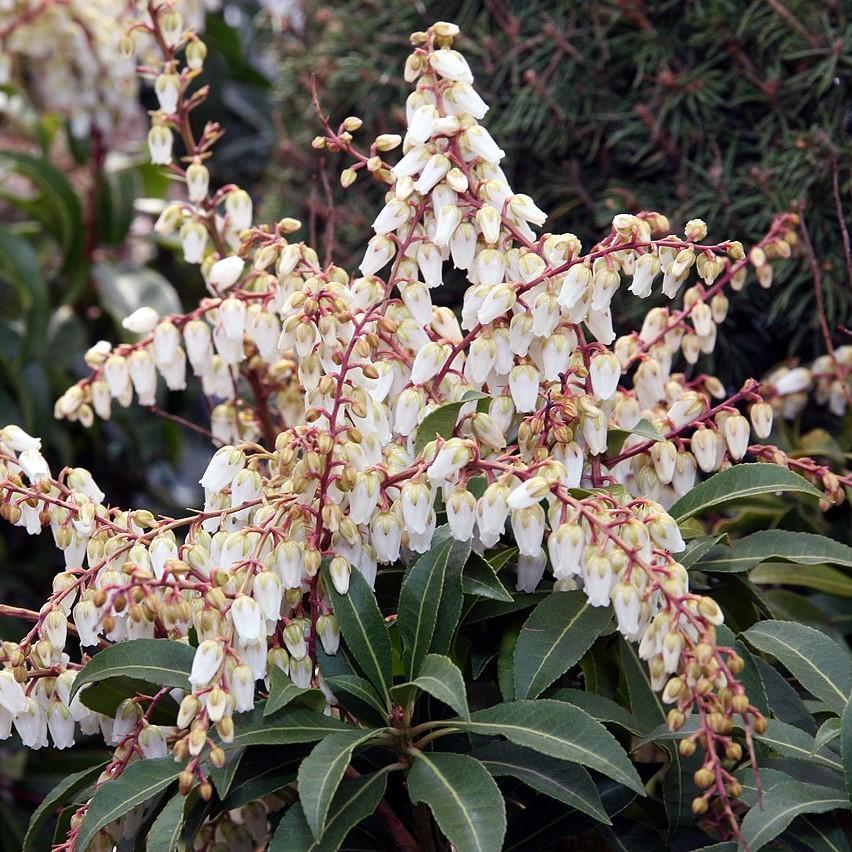 Pieris japonica 'Mountain Fire' ~ Mountain Fire Pieris-ServeScape