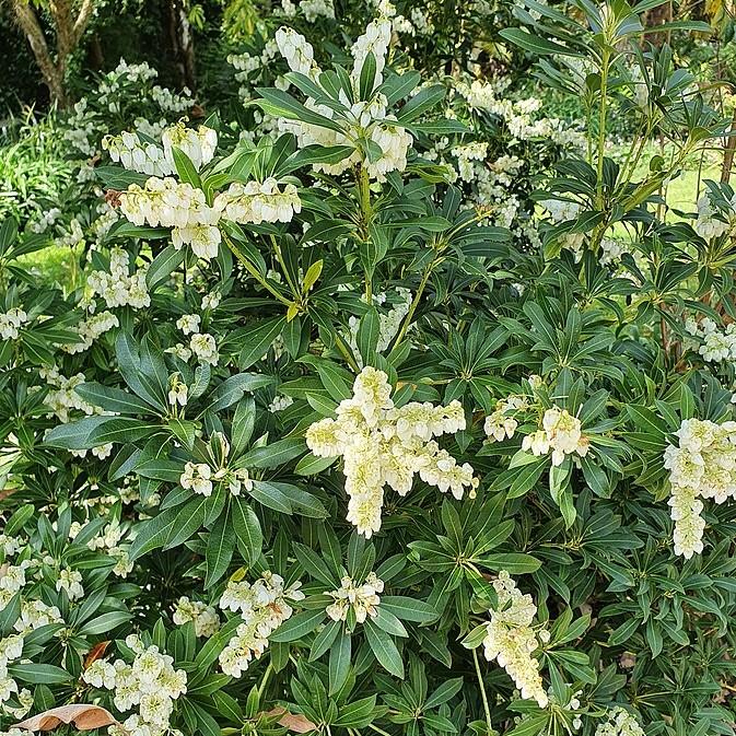 Pieris japonica ‘Planow’ ~ Mountain™ Snow Pieris-ServeScape