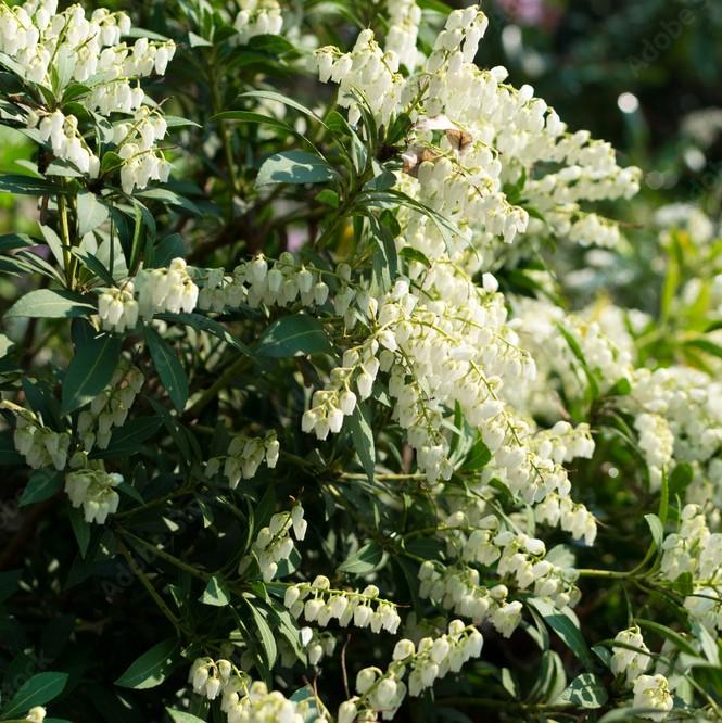Pieris japonica ‘Planow’ ~ Mountain™ Snow Pieris-ServeScape