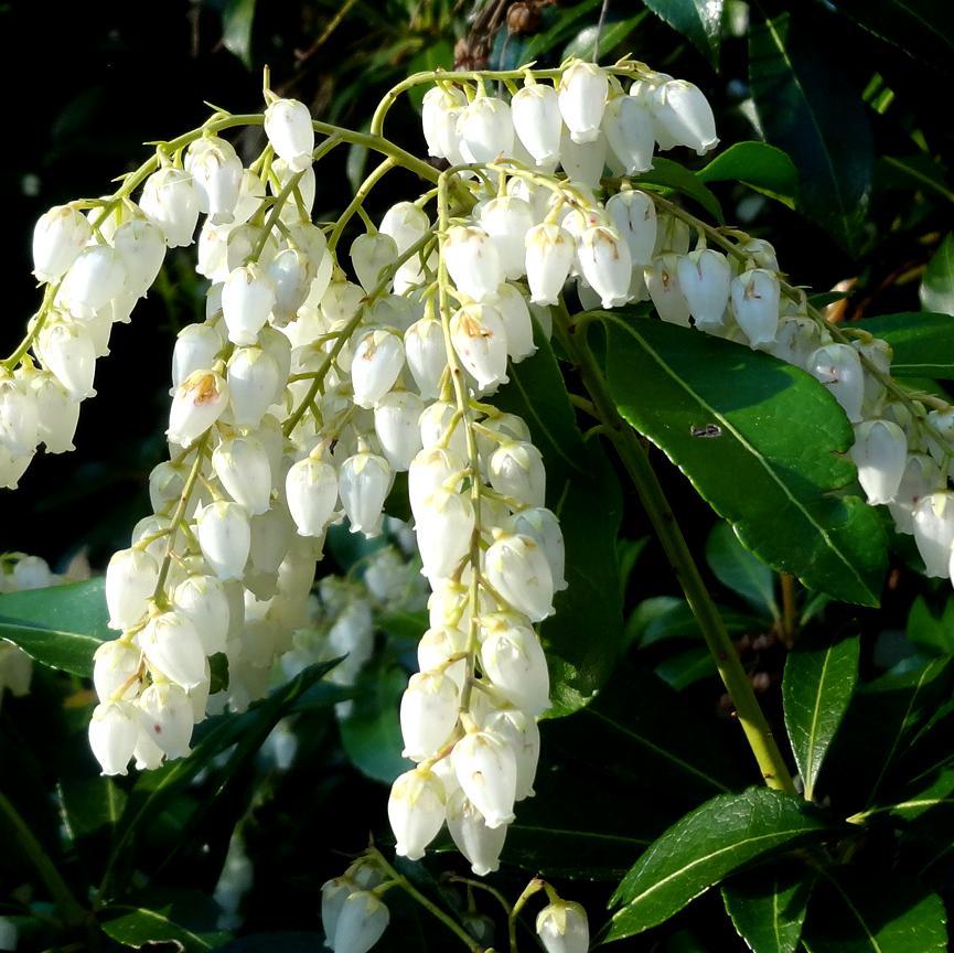 Pieris japonica ‘Planow’ ~ Mountain™ Snow Pieris-ServeScape
