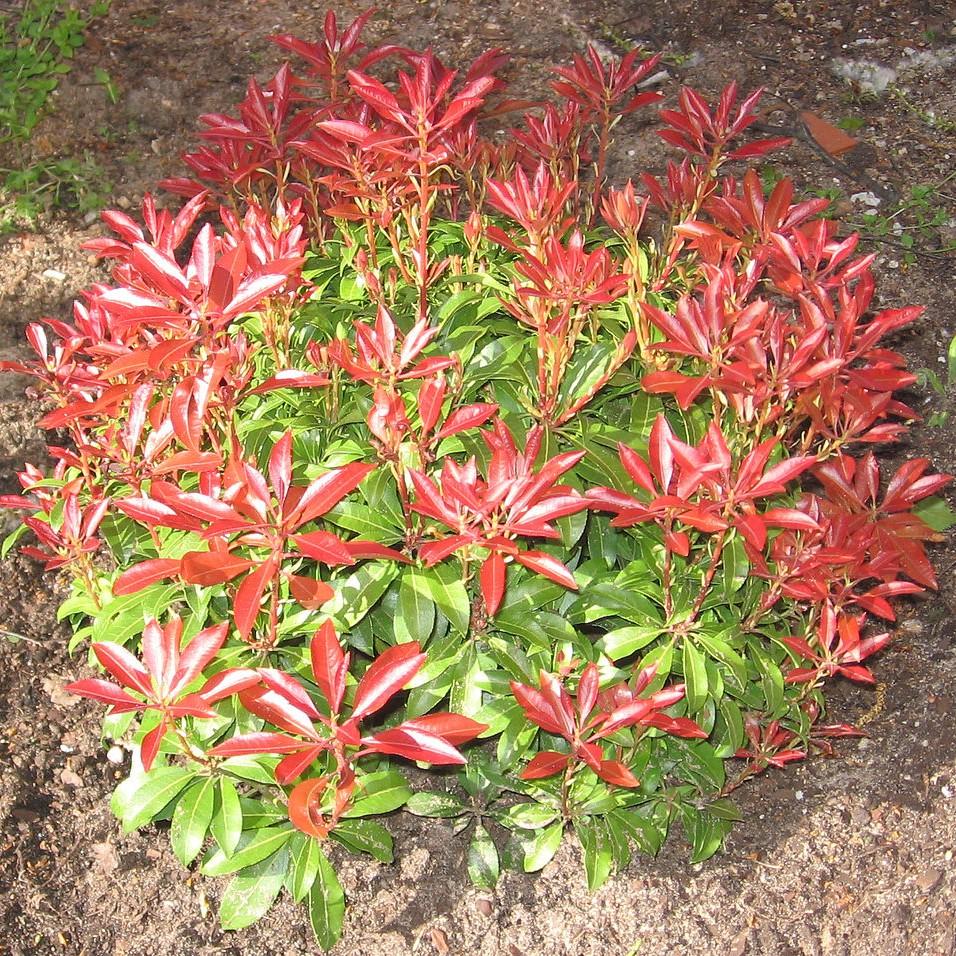 Pieris japonica ‘Planow’ ~ Mountain™ Snow Pieris-ServeScape