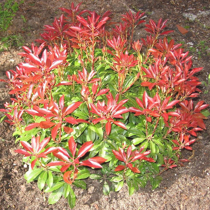 Pieris japonica ‘Planow’ ~ Mountain™ Snow Pieris-ServeScape