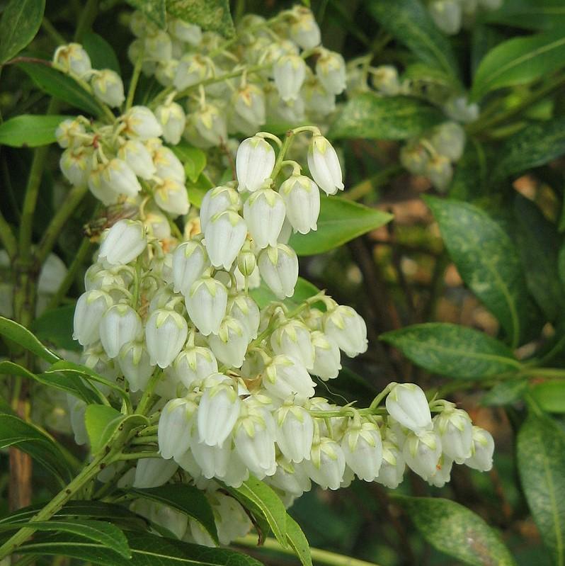 Pieris japonica ‘Planow’ ~ Mountain™ Snow Pieris-ServeScape