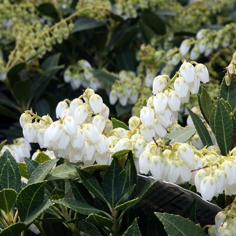 Pieris japonica 'Prelude' ~ Prelude Pieris - Delivered By ServeScape
