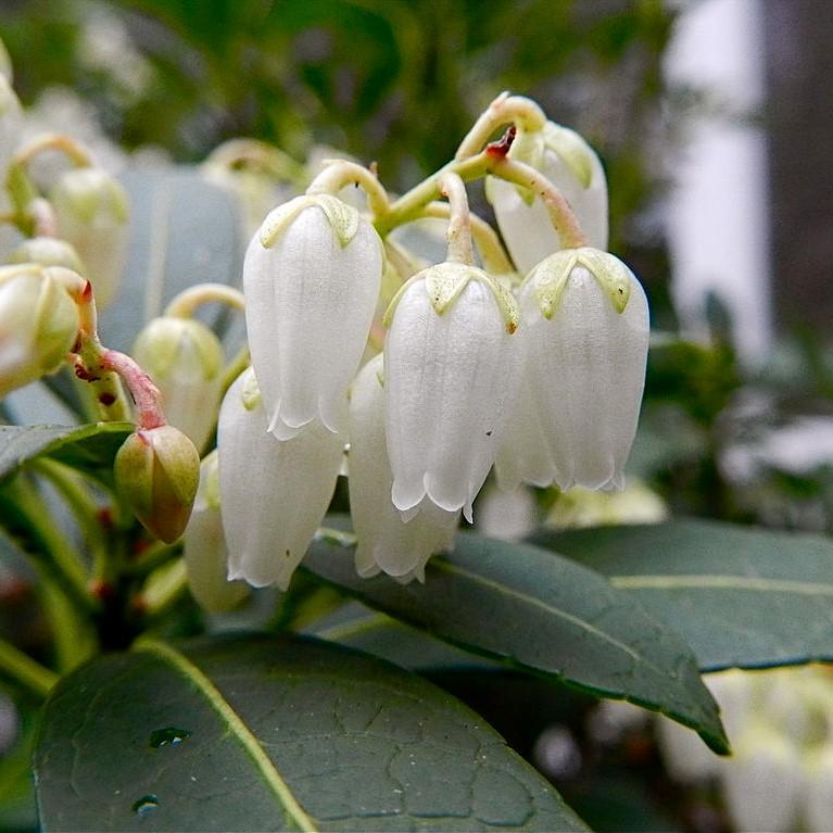 Pieris japonica 'Snowdrift' ~ Snowdrift Pieris-ServeScape