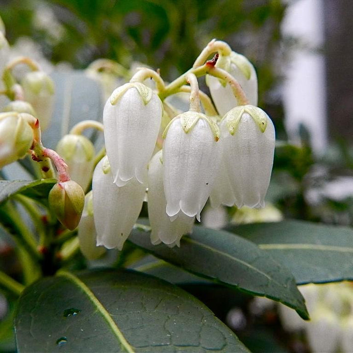 Pieris japonica 'Snowdrift' ~ Snowdrift Pieris-ServeScape