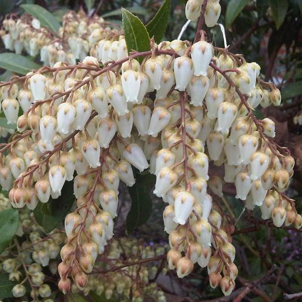 Pieris japonica 'Snowdrift' ~ Snowdrift Pieris-ServeScape
